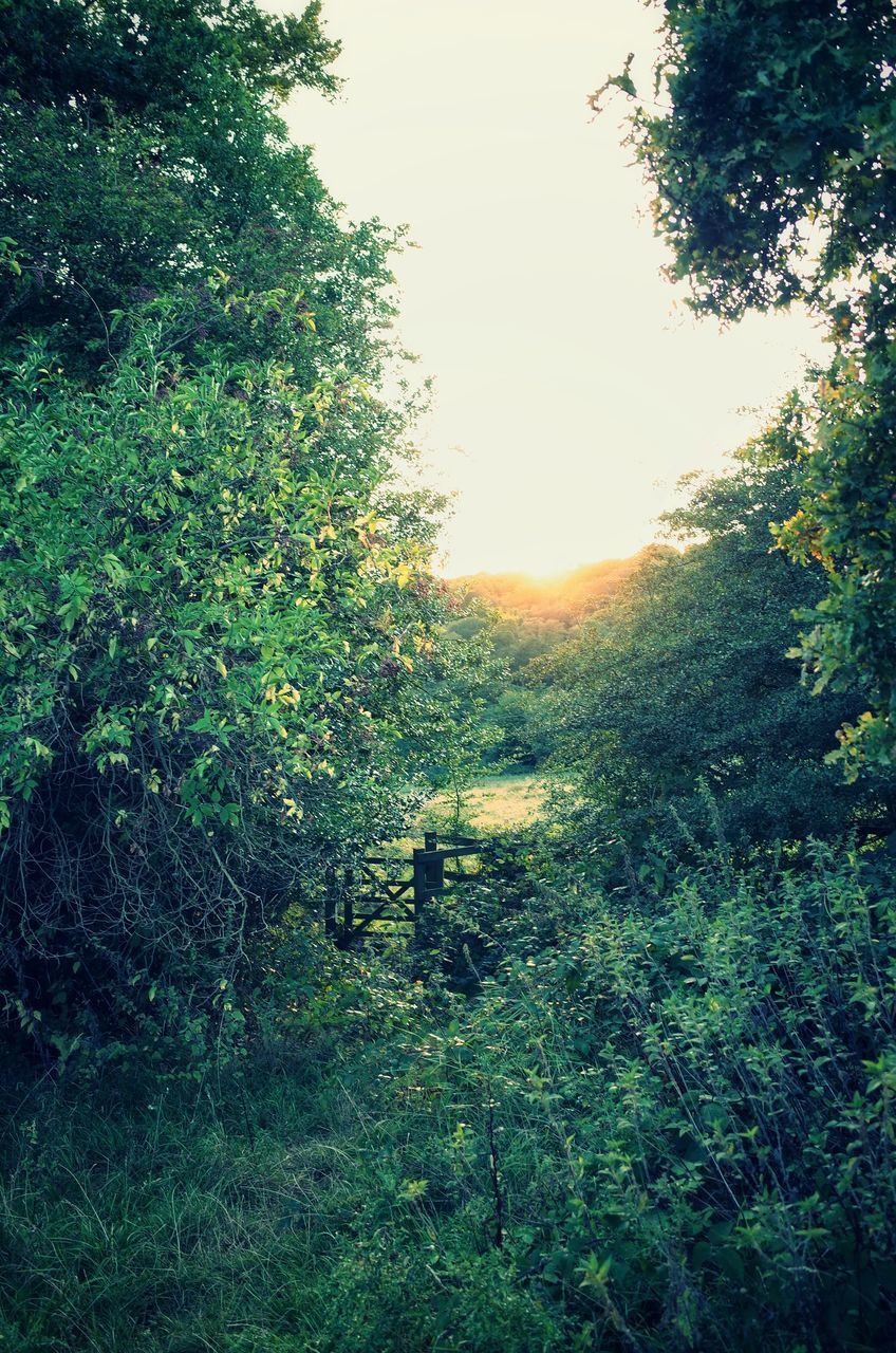 TREES AND PLANTS IN FOREST