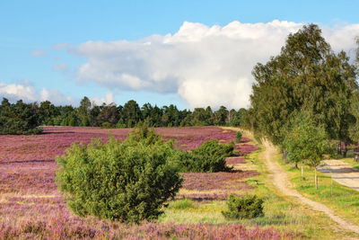 Trees on field against sky