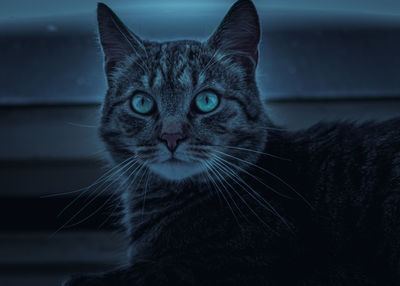 Close-up portrait of cat