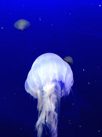 Close-up of jellyfish swimming in sea