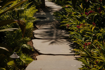 View of plants in park