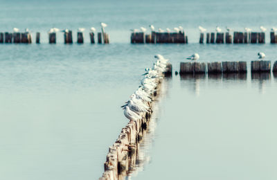 Wooden posts on beach