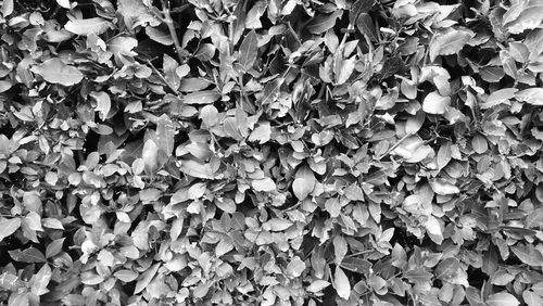 Full frame shot of leaves