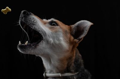 Close-up of a dog over black background