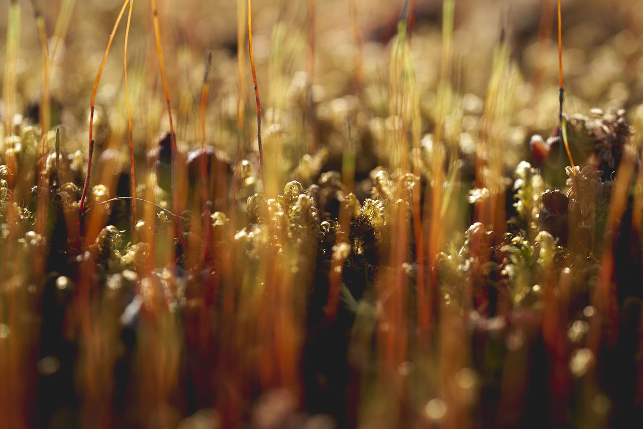 Spring forest