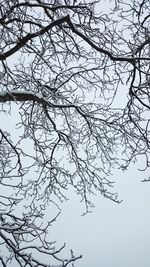 Low angle view of bare tree against clear sky