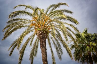 Low angle view of palm trees against sky