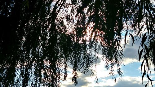 Low angle view of trees against sky