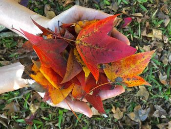 Close-up of maple leaf on field during autumn