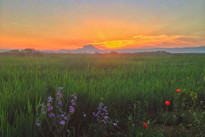 Scenic view of field against sky at sunset