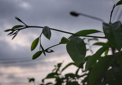 Close-up of plant against sky