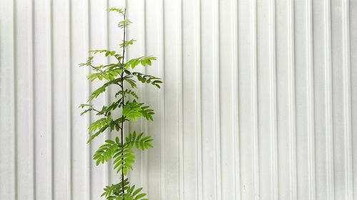 Close-up of plant against wall