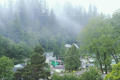 View of forest in foggy weather