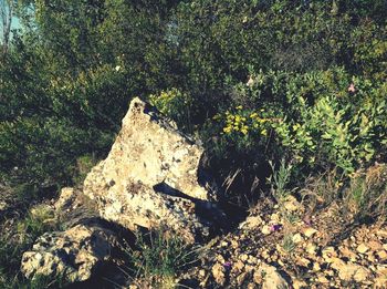 Plants growing on tree