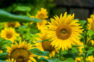 Close-up of yellow flowering plant