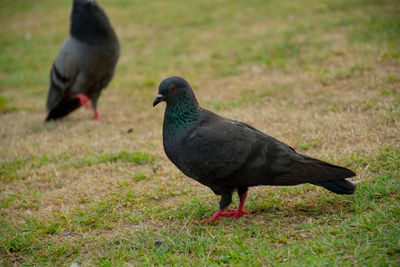 Close-up of pigeon on field