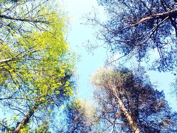 Low angle view of trees against sky