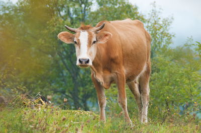 Cow standing in a field