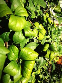 Close-up of fruits growing on tree