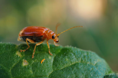 Close-up of insect on leaf