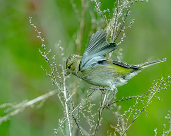 Close-up of bird perching on plant