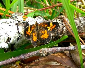 Close-up of butterfly perching on plant