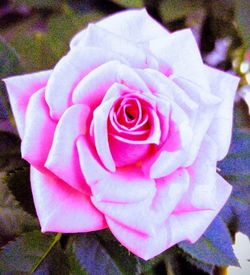 High angle view of pink rose blooming outdoors