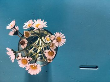 High angle view of white flowers floating on water