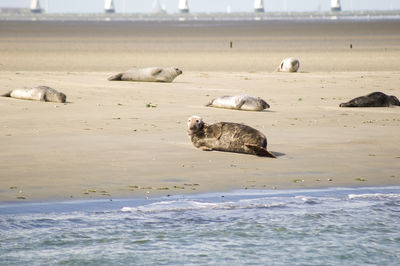 Seals, fur seals, porpoises living in the shallows in the netherlands