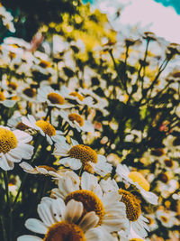 Close-up of yellow flowering plant