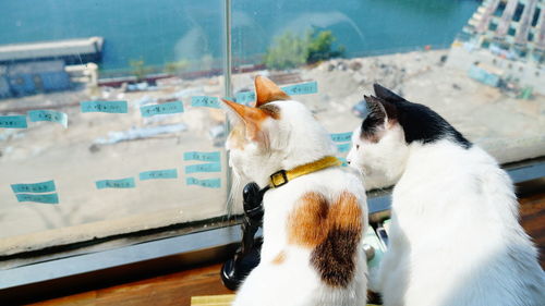 Cats sitting on window sill