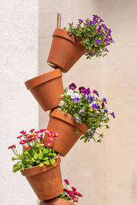 Close-up of potted plant against wall