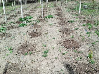 High angle view of plants on field