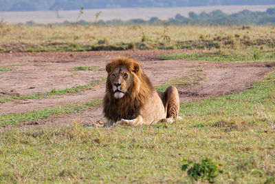 Lioness running on field