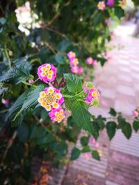 Close-up of pink flowering plant