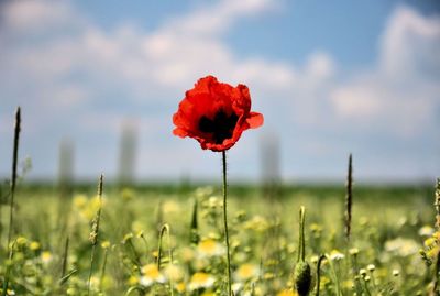 Close-up of red poppy flower on field