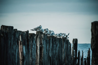 Seagull perching on wooden post at beach against sky