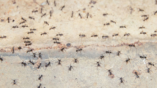 Close-up of ant on the ground