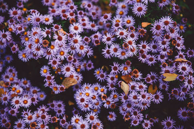 Full frame shot of flowers