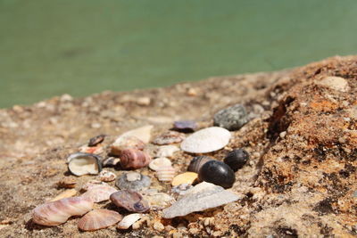 Close-up of seashells on beach