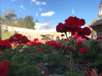 Close-up of red rose blooming on tree against sky