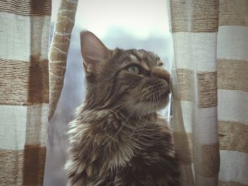 Close-up of a cat looking away