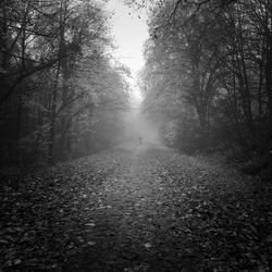 View of dirt road in forest during autumn