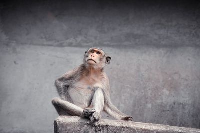 The monkey sits alone on a concrete bridge