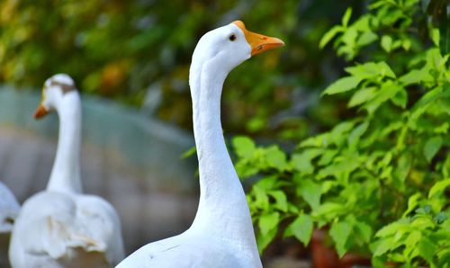 Close-up of birds