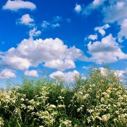 Scenic view of flowering plants on field against sky