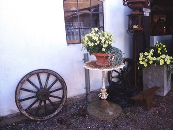 Potted plants on the wall
