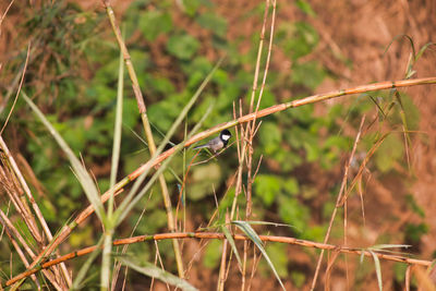Close-up of insect perching on grass