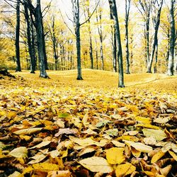 Autumn leaves on tree trunk