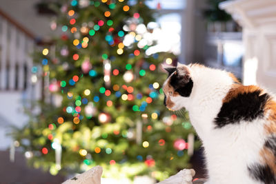 Cat on christmas tree